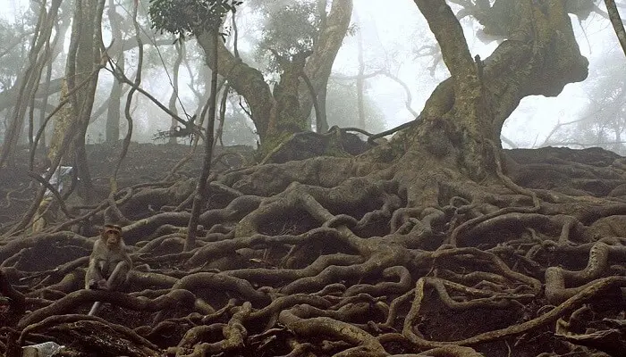 Devil's Kitchen kodaikanal