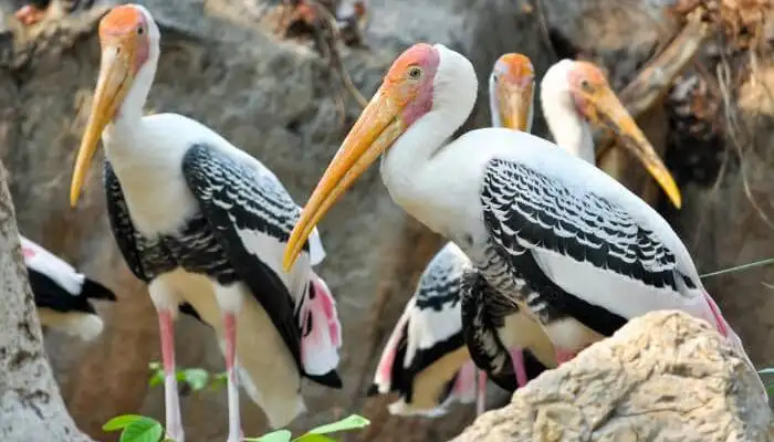 Painted Storks perched on rocks in the Water Bird Sanctuary in Rameshwaram