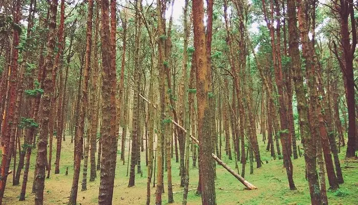 Pine Forest kodaikanal