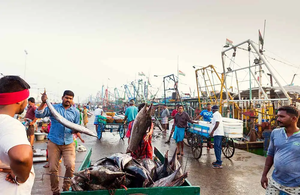Royapuram Fishing Harbour, Chennai