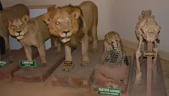 Cat Family Taxidermy Statues