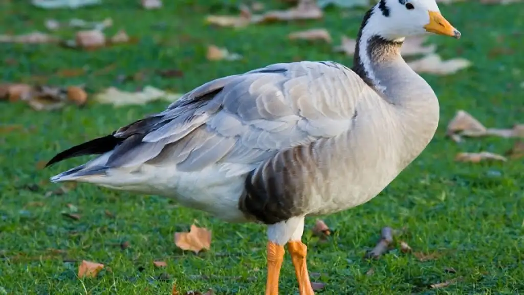 Thiruvarur Tour Packages from Chennai - Tamilnadu Travels